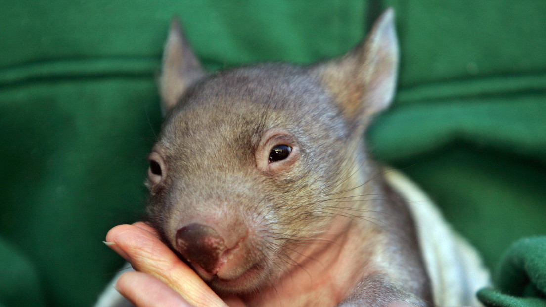 Australia:  rescatan a un wombat del cadáver de su madre