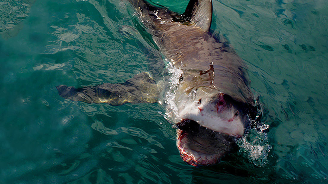 Un pescador escapa de las fauces de un tiburón y muere en los brazos de su hermano