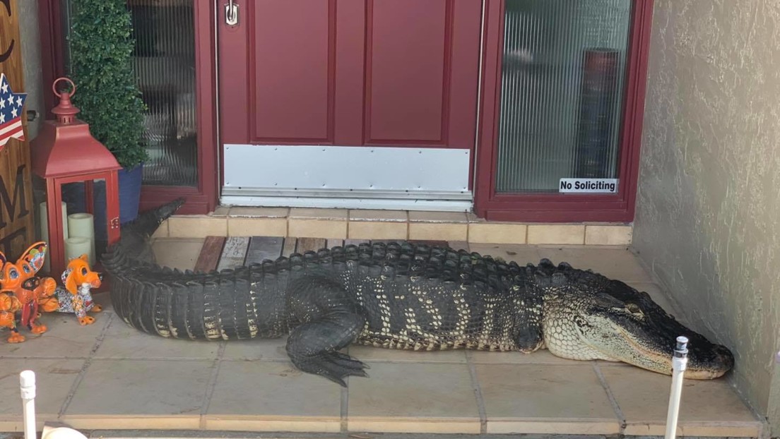 Una familia encuentra un caimán sin dos extremidades en la puerta de su casa en Florida (FOTO)