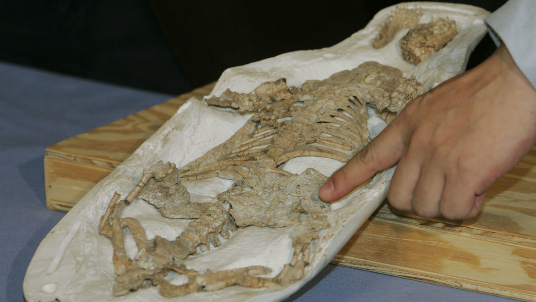 "Sorprendentemente pequeño": Científicos descubren un ancestro de los dinosaurios de solo 10 centímetros de alto