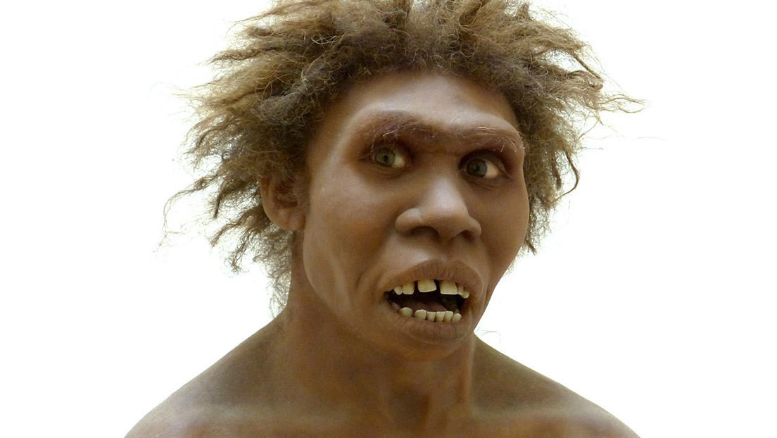 El 'Homo erectus' no era tan esbelto como se pensaba y tenía un pecho "ancho y profundo" como los neandertales