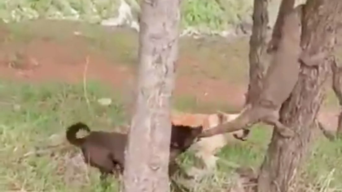 VIDEO: Dos perros atacan a un varano mordiéndole la cola mientras intenta escapar