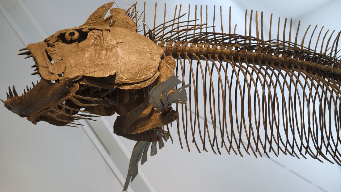 Identifican en Argentina el fósil de un pez gigante de hace 70 millones de años