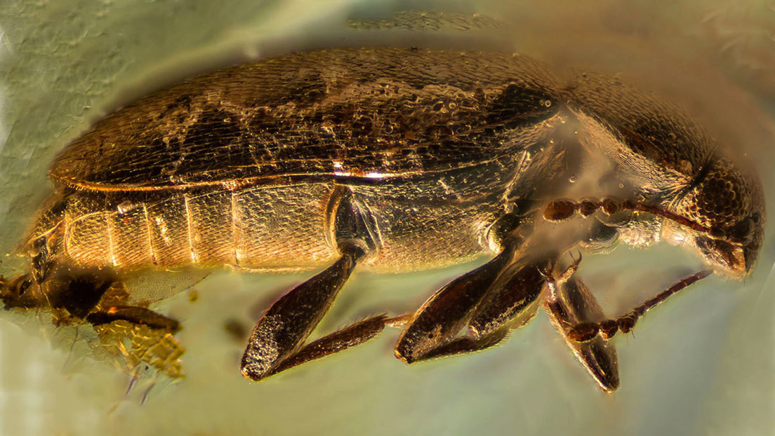 Científicos rusos hallan en un ámbar una nueva especie de escarabajo de hace 39 millones de años