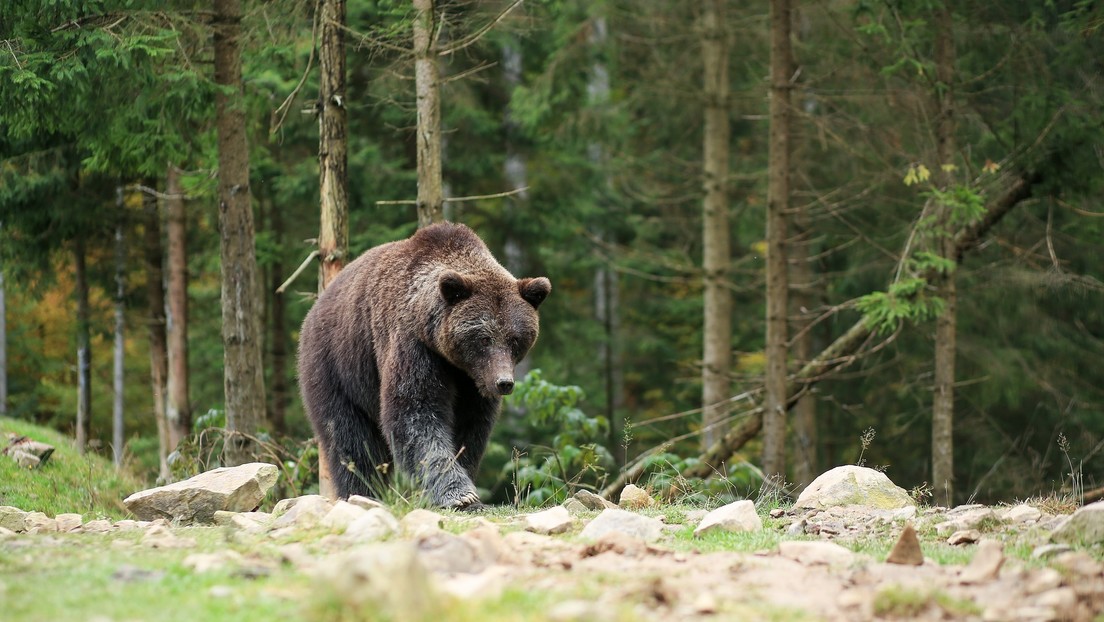 VIDEO: Una mujer se acerca a un oso salvaje para hacerse una 'selfi' (pero no salió como esperaba)