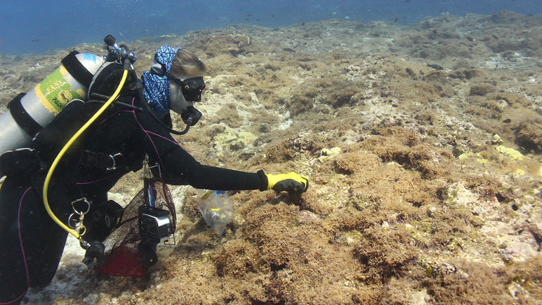 Unas nuevas algas marinas "altamente destructivas" amenazan la existencia de los arrecifes de coral en Hawái