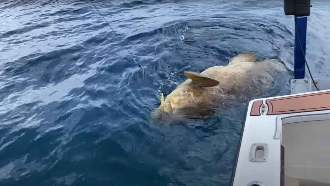 VIDEO: Un mero gigante tira por la borda a dos pescadores