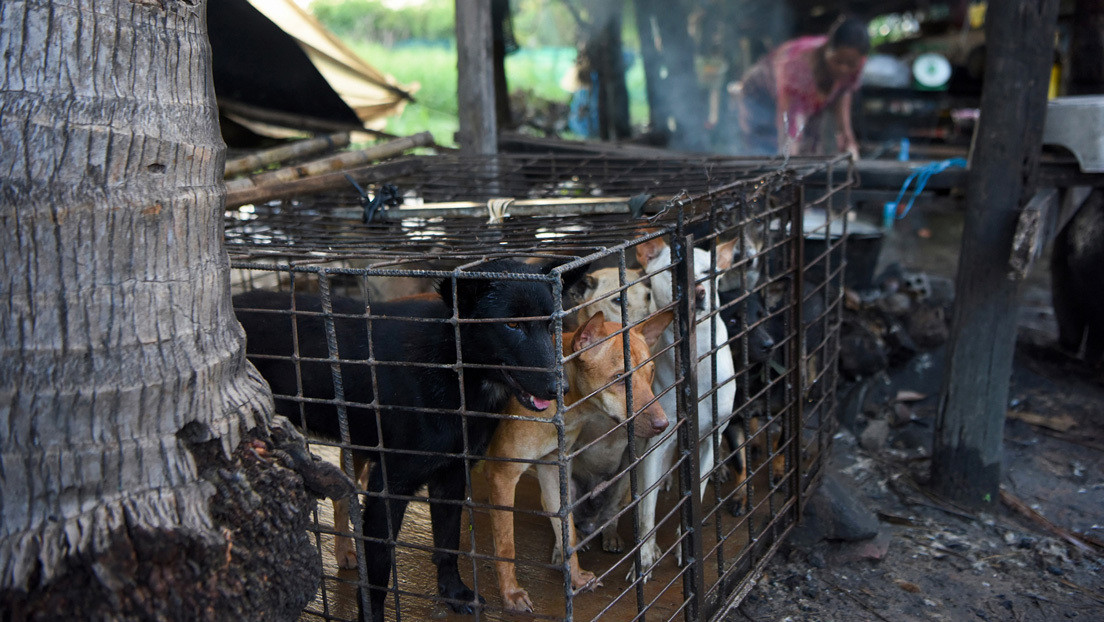 Prohíben el comercio de carne de perro en una provincia turística de Camboya