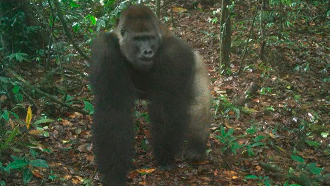 Logran fotografiar en su hábitat a cachorros de una especie de gorila en peligro crítico
