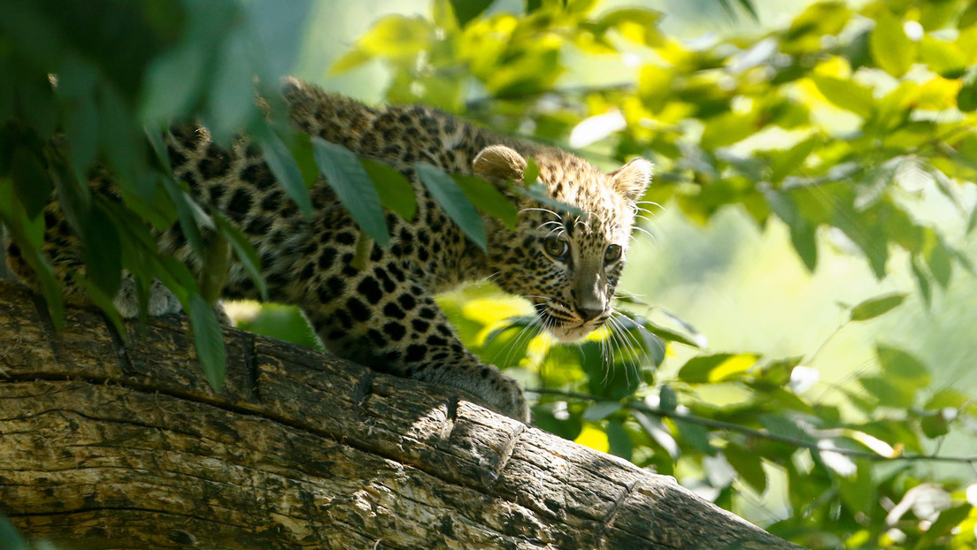 VIDEO: Cámara de visión nocturna capta el susto que le da una cría de leopardo a su hermano