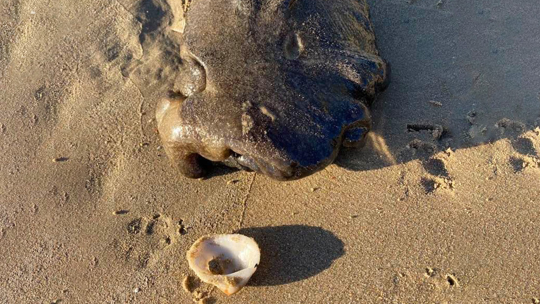 FOTO: Descubre un animal tan extraño en una playa de Australia que intriga a miles de personas