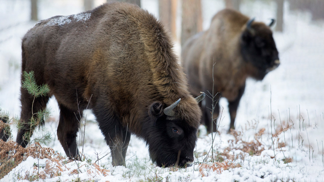 Reino Unido introducirá bisontes para restaurar la población que desapareció hace más de 6.000 años