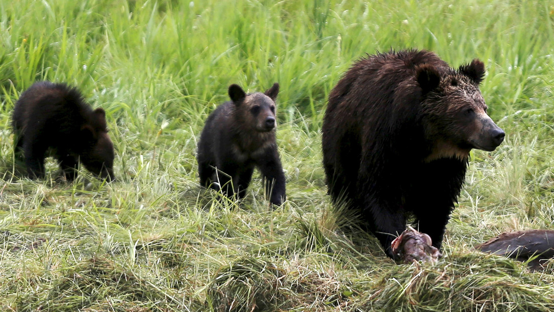 Mantienen en vigor la prohibición de cazar osos grizzly en Yellowstone