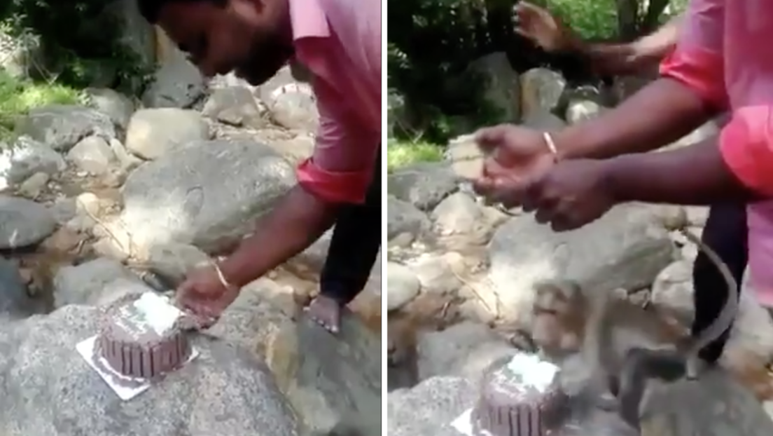 VIDEO: Un mono roba una torta en pleno aniversario de boda