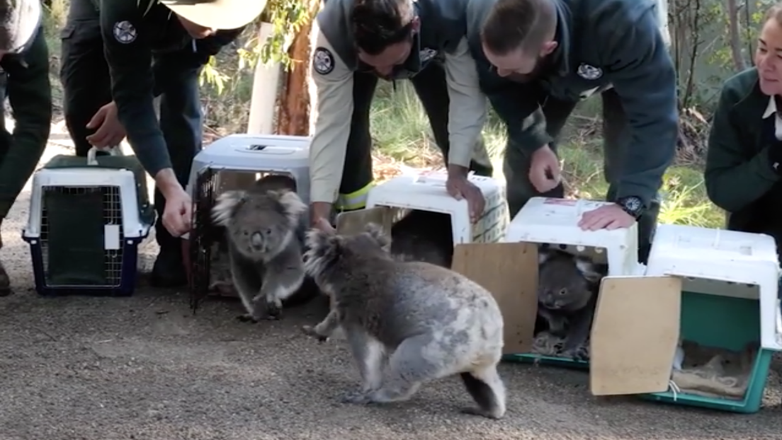 VIDEO: Llevan de vuelta al bosque a los koalas que fueron evacuados por los devastadores incendios en Australia