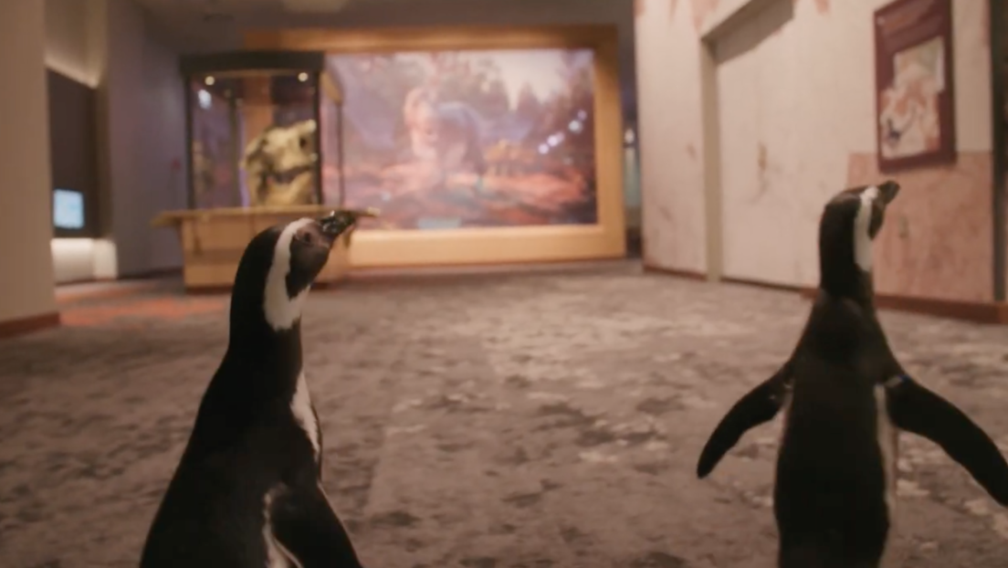 VIDEO: Una pareja de pingüinos visita un museo cerrado por la pandemia de covid-19