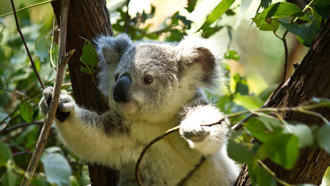 'Made in Australia': Un koala curioso se cuela en el almacén de una empresa de iluminación (FOTOS)