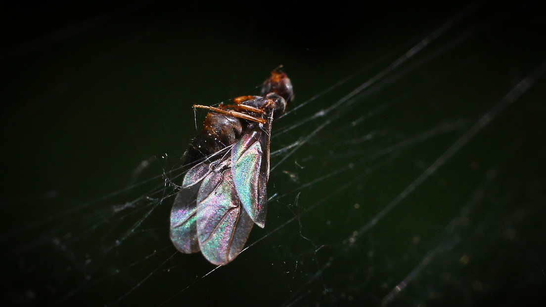 VIDEO: Enjambres de hormigas voladoras 'bombardean' el Reino Unido, algunos de ellos tan grandes que fueron detectados por radares meteorológicos