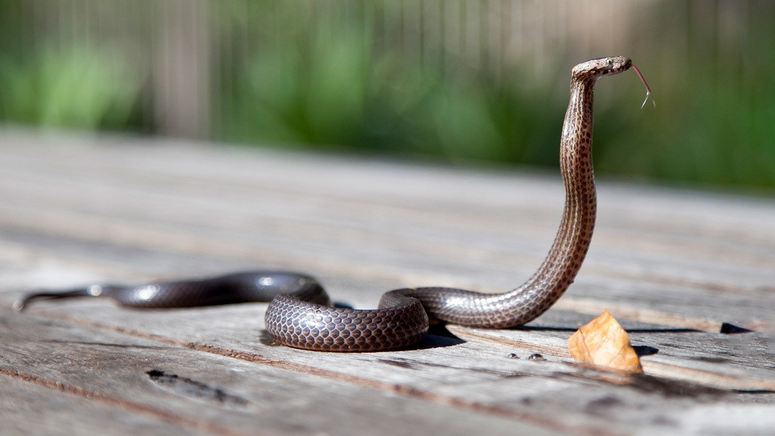 Una serpiente venenosa mata a dos miembros de una misma familia en cuatro días