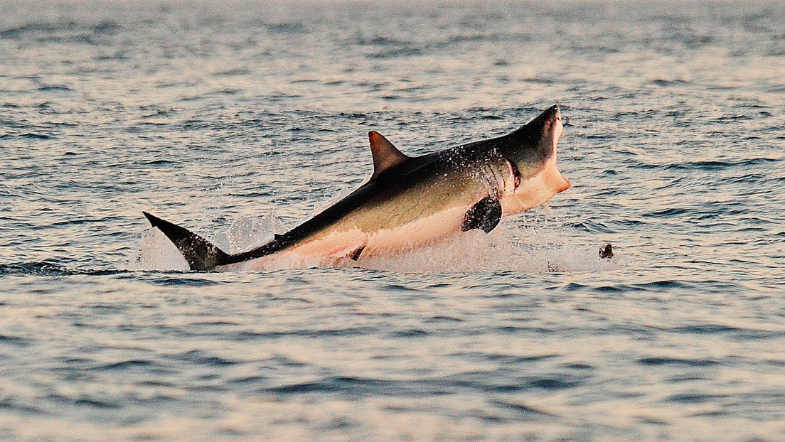 Graban por primera vez cómo un tiburón blanco ataca estratégicamente una ballena antes de llevarla hacia las profundidades