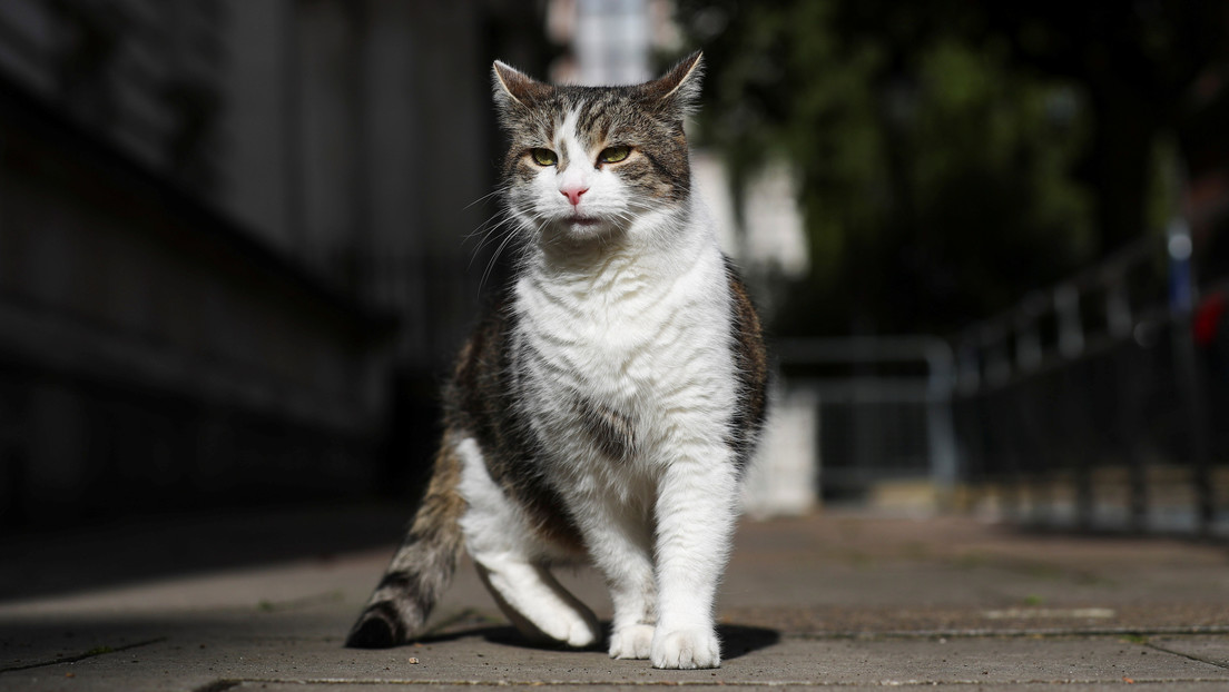 Un estudio revela las primeras evidencias de la domesticación del gato en Europa central