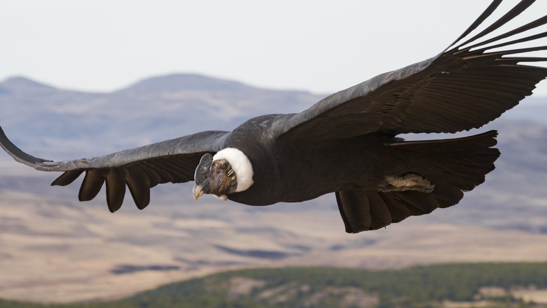 Descubren cómo el corpulento cóndor andino logra volar más de 170 kilómetros sin mover las alas