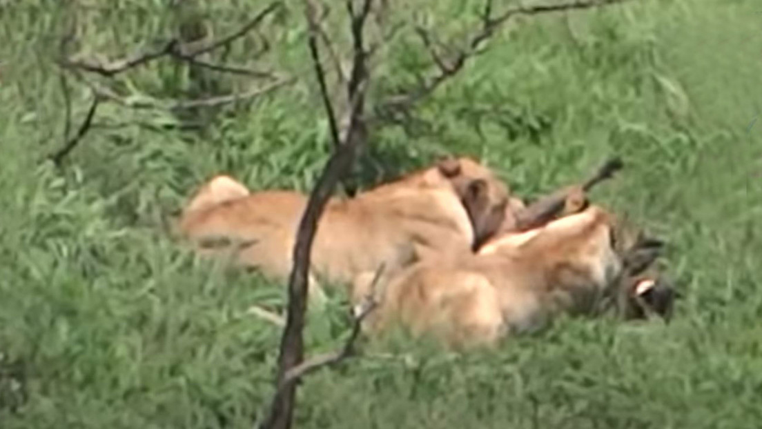 VIDEO: Captan el momento en que una leona hambrienta ataca a un jabalí y se lo come medio vivo