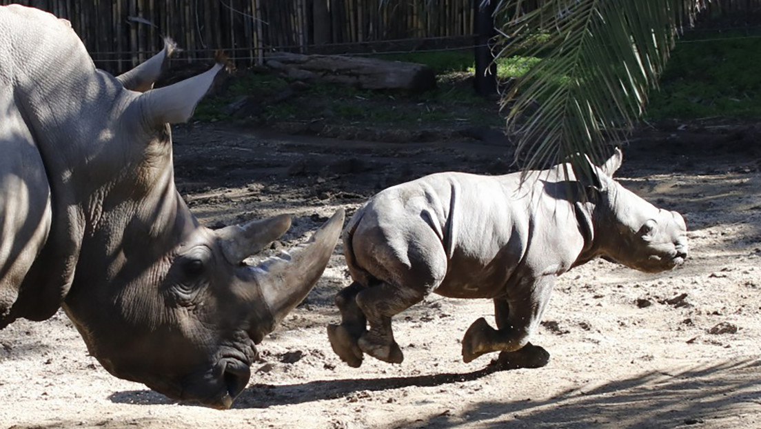 VIDEO: Presentan al primer rinoceronte blanco nacido en América Latina