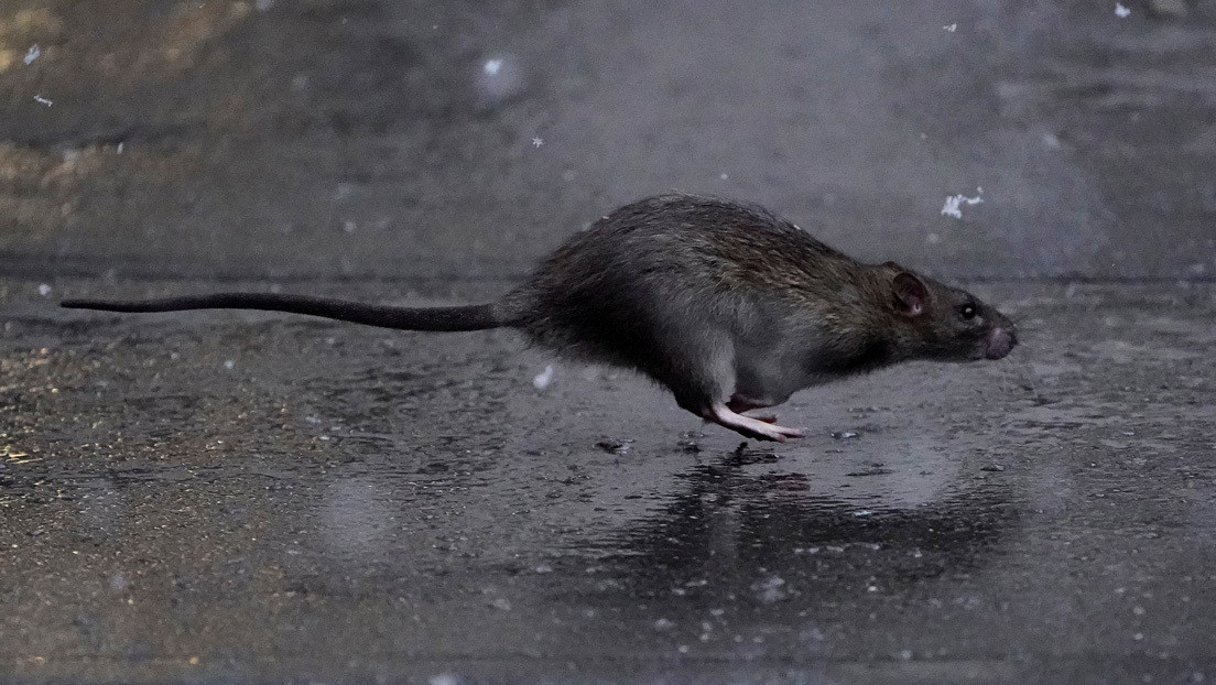 VIDEO: Dos ratas luchan cuerpo a cuerpo frente a un gato que no se molesta en intervenir