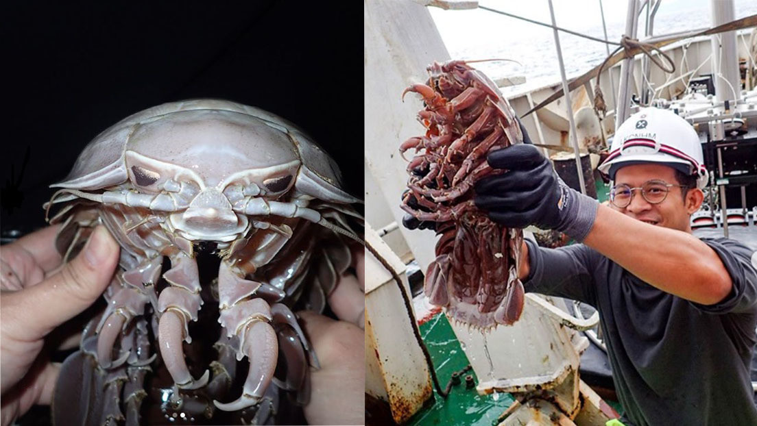 Encuentran una nueva especie de cucaracha marina "supergigante" parecida a Darth Vader