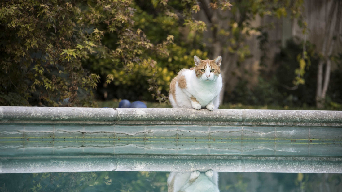 FOTO: Un gato sigue llegando a su casa con gafas de natación y nadie sabe dónde se las saca