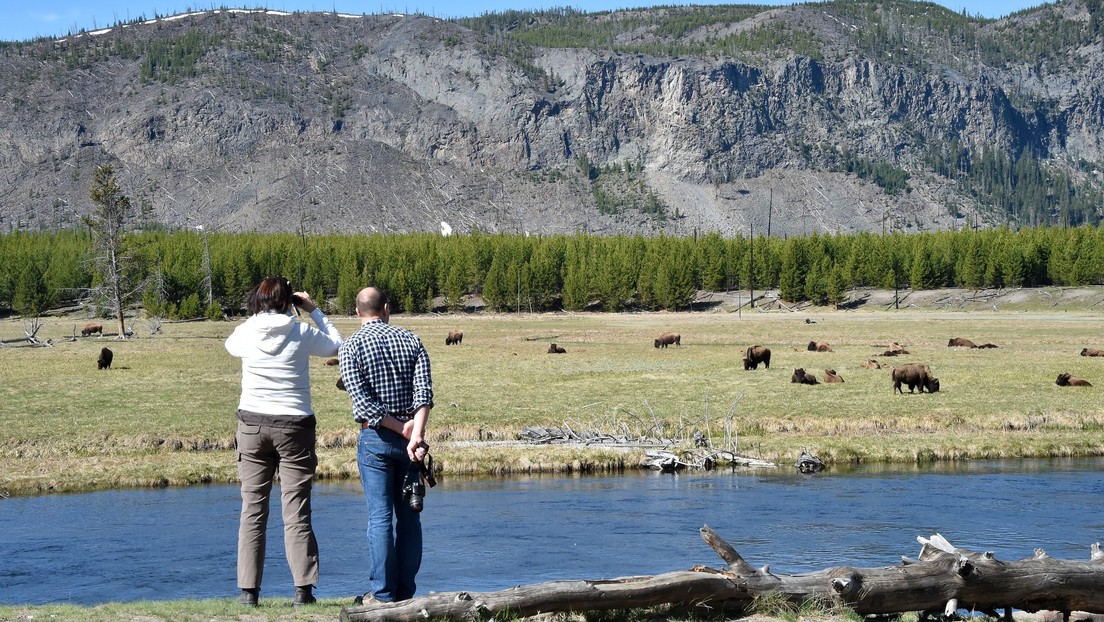 Una mujer finge su muerte para salvarse del ataque de unos bisontes en el Parque Nacional de Yellowstone (VIDEO)