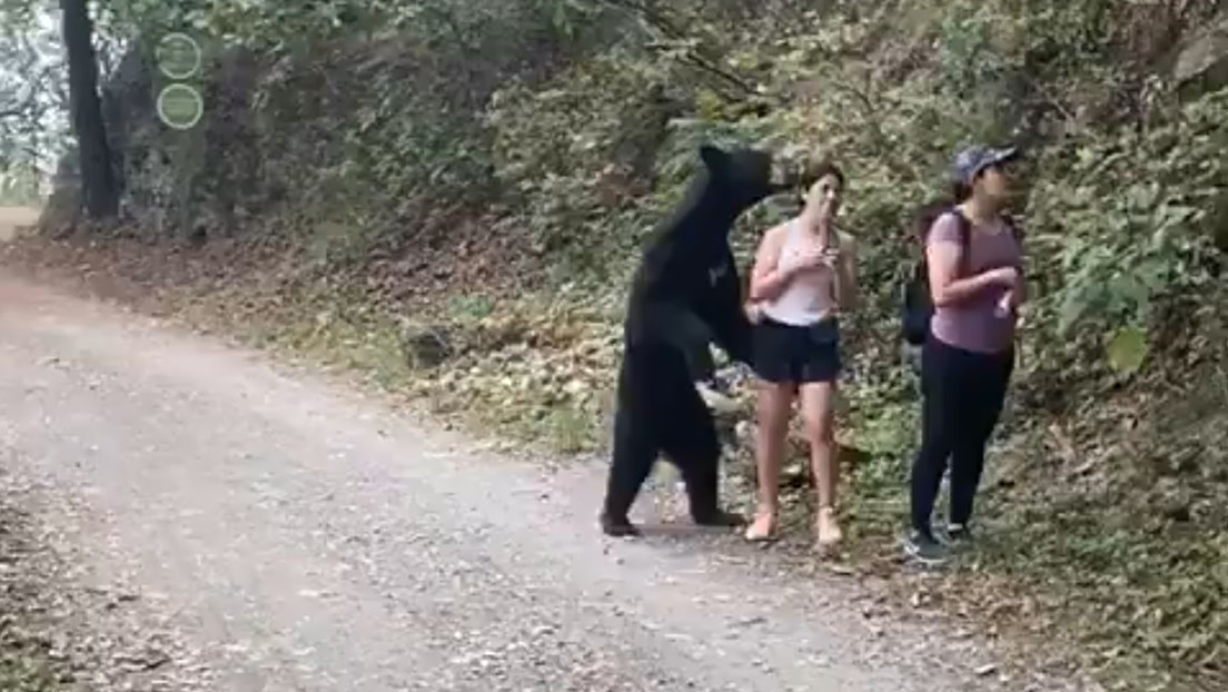 VIDEOS: Un oso negro 'abraza' a una mexicana, pero esta mantiene la calma y hasta logra tomarse un selfi
