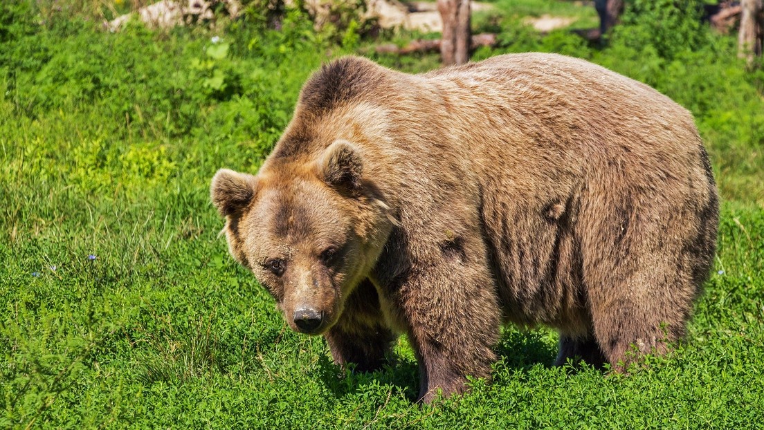 Una anciana japonesa de 82 años logra repelir a golpes el ataque de un oso