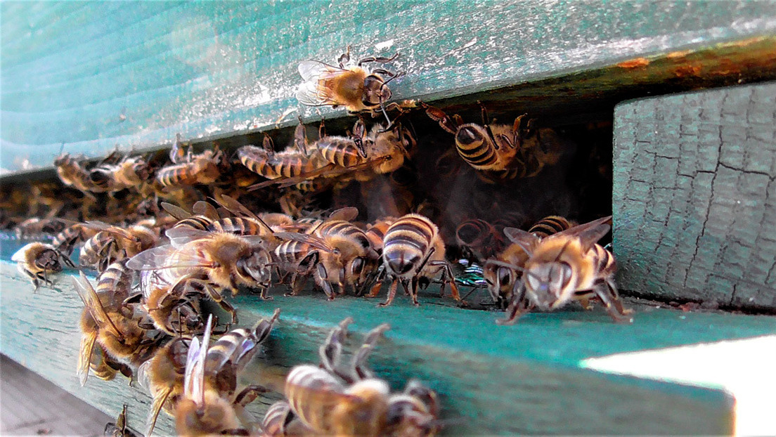 Descubren miles de abejas bajo el tejado de su casa por una filtración de miel en la pared (FOTOS)