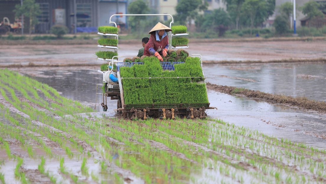 China podría usar sus reservas estatales de arroz y de trigo para venderlas a productores locales con dificultades