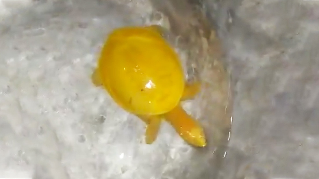 Encuentran en la India una rara tortuga completamente amarilla (VIDEO)