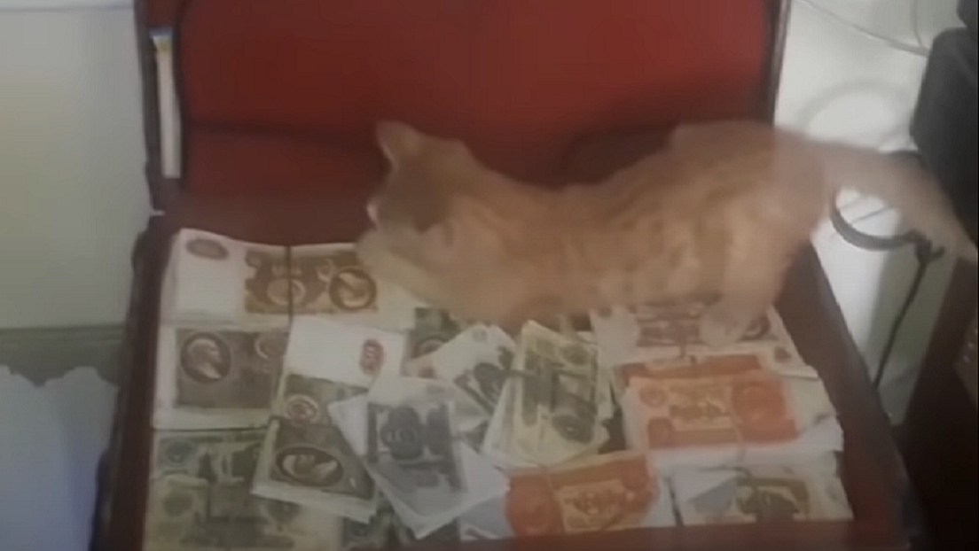 Pillada con las patas en la masa: una gata roba dinero de un maletín en un bar ruso (VIDEO)