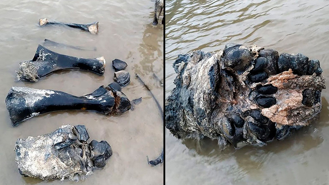 VIDEO, FOTOS: Hallan huesos y tejidos de mamut bien conservados en un lago del ártico ruso