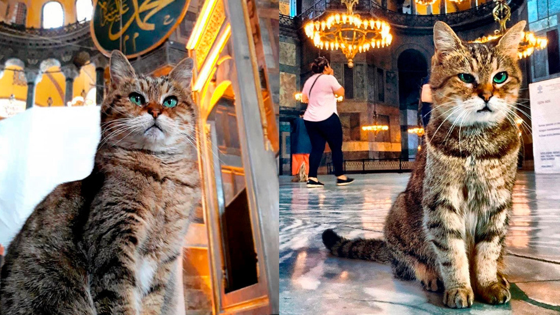La famosa gata de la basílica de Santa Sofía seguirá viviendo en el templo pese al cambio a mezquita