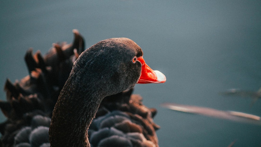 Predecir lo impredecible: aprenden a pronosticar los 'cisnes negros'