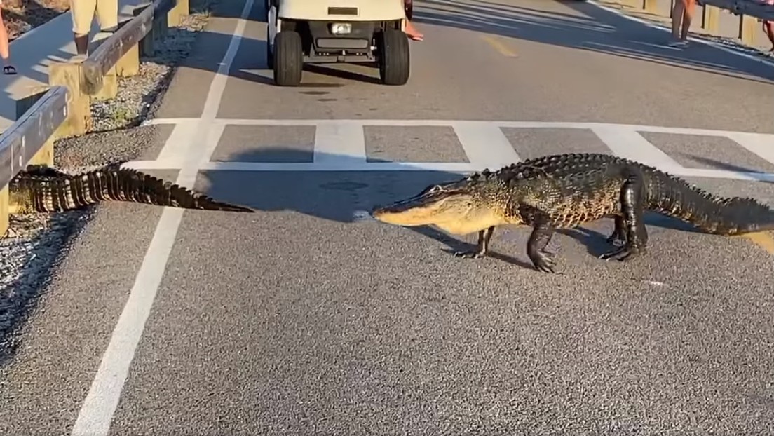 VIDEO: El tráfico se detiene para que dos caimanes crucen un paso de cebra