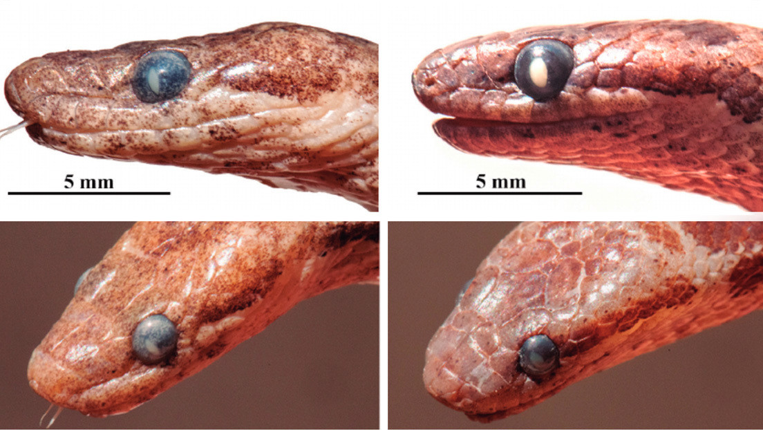 Descubren una nueva especie de serpiente en Cuba