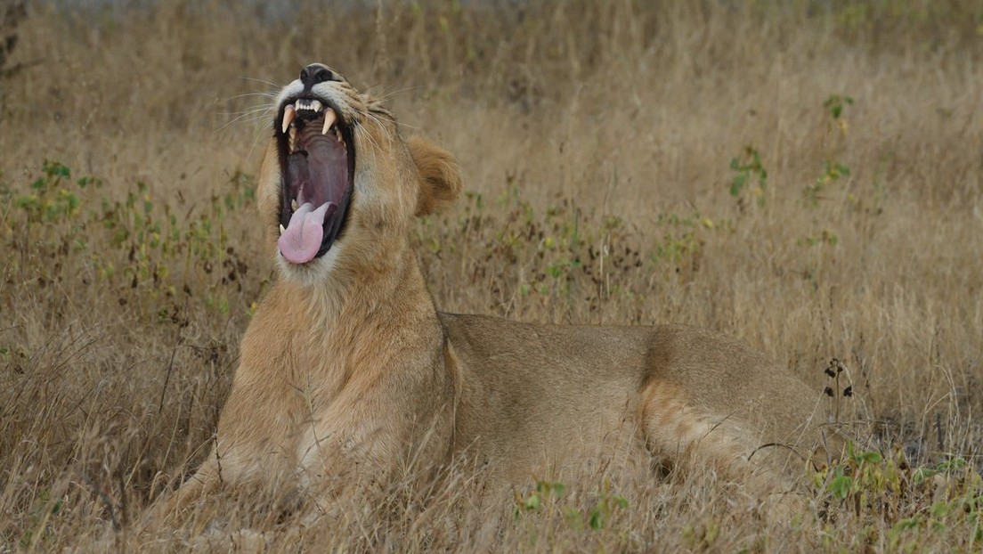 Filman una feroz disputa entre una hembra y un macho de leones asiáticos (VIDEO)