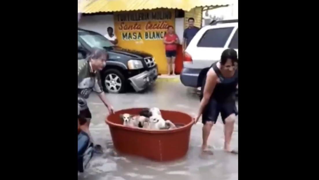 Una pareja mexicana rescata con una tina perros en las calles inundadas y se hace viral (VIDEO)