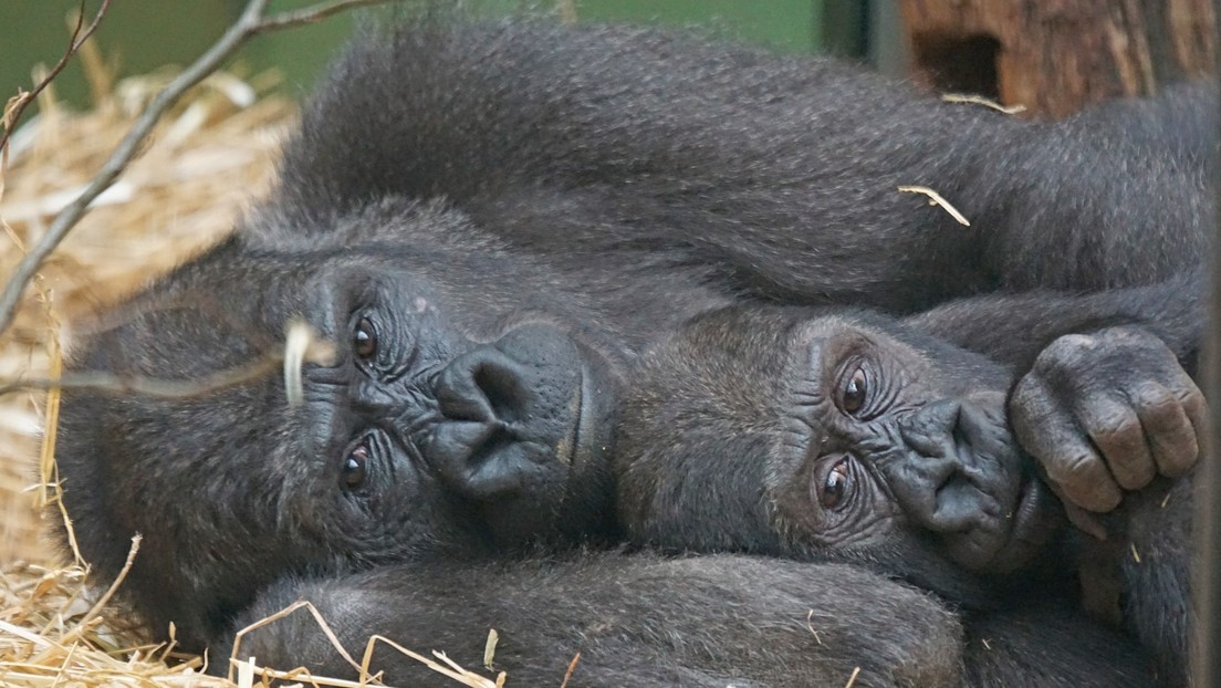 Los gorilas podrían limitar sus vínculos sociales para ahorrar energía mental