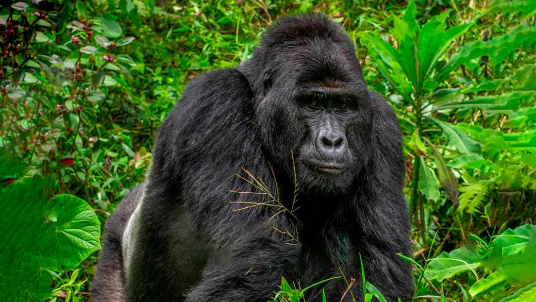 Condenan a 11 años de cárcel al cazador que mató a uno de los gorilas más famosos de África