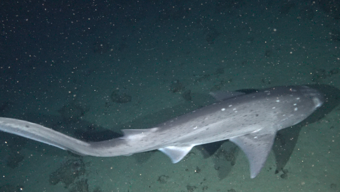 Detectan por primera vez dos especies de tiburones 'primitivos' en las costas de las islas Galápagos (FOTOS)