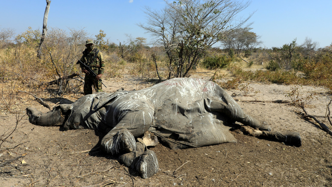 Revelan la posible causa de la misteriosa muerte de cientos de elefantes en Botswana