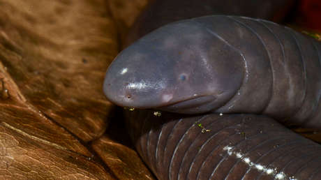 Las cecilias, unos anfibios parecidos a los gusanos, podrían tener saliva venenosa